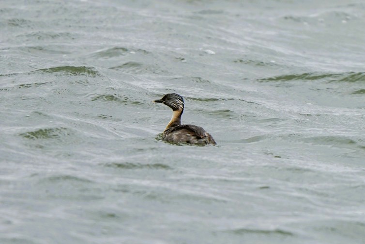 Hoary-headed Grebe - ML647605217