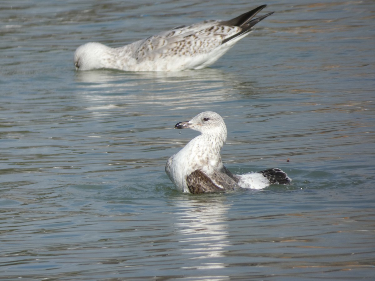 ニシセグロカモメ - ML647605220