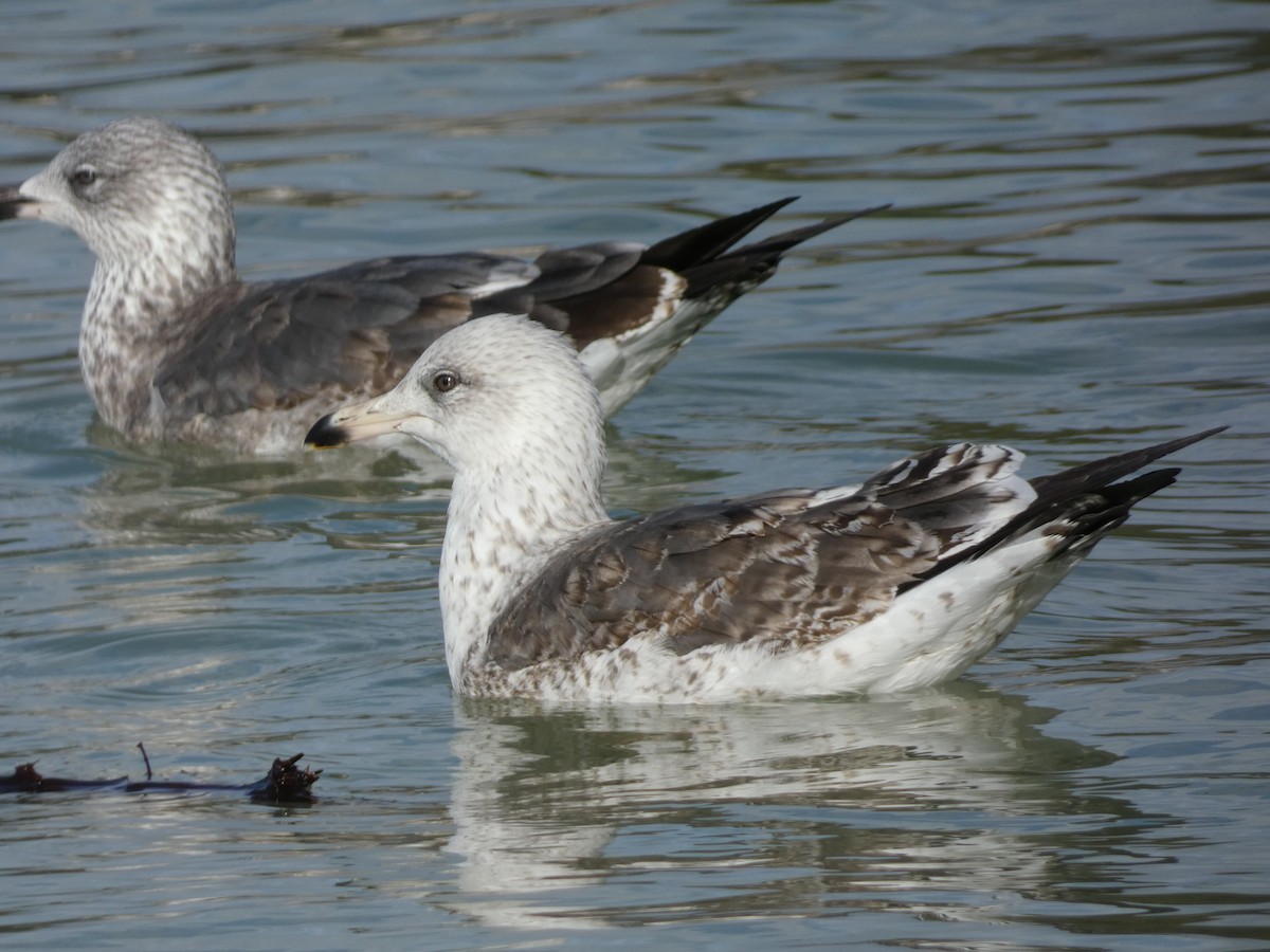 ニシセグロカモメ - ML647605237