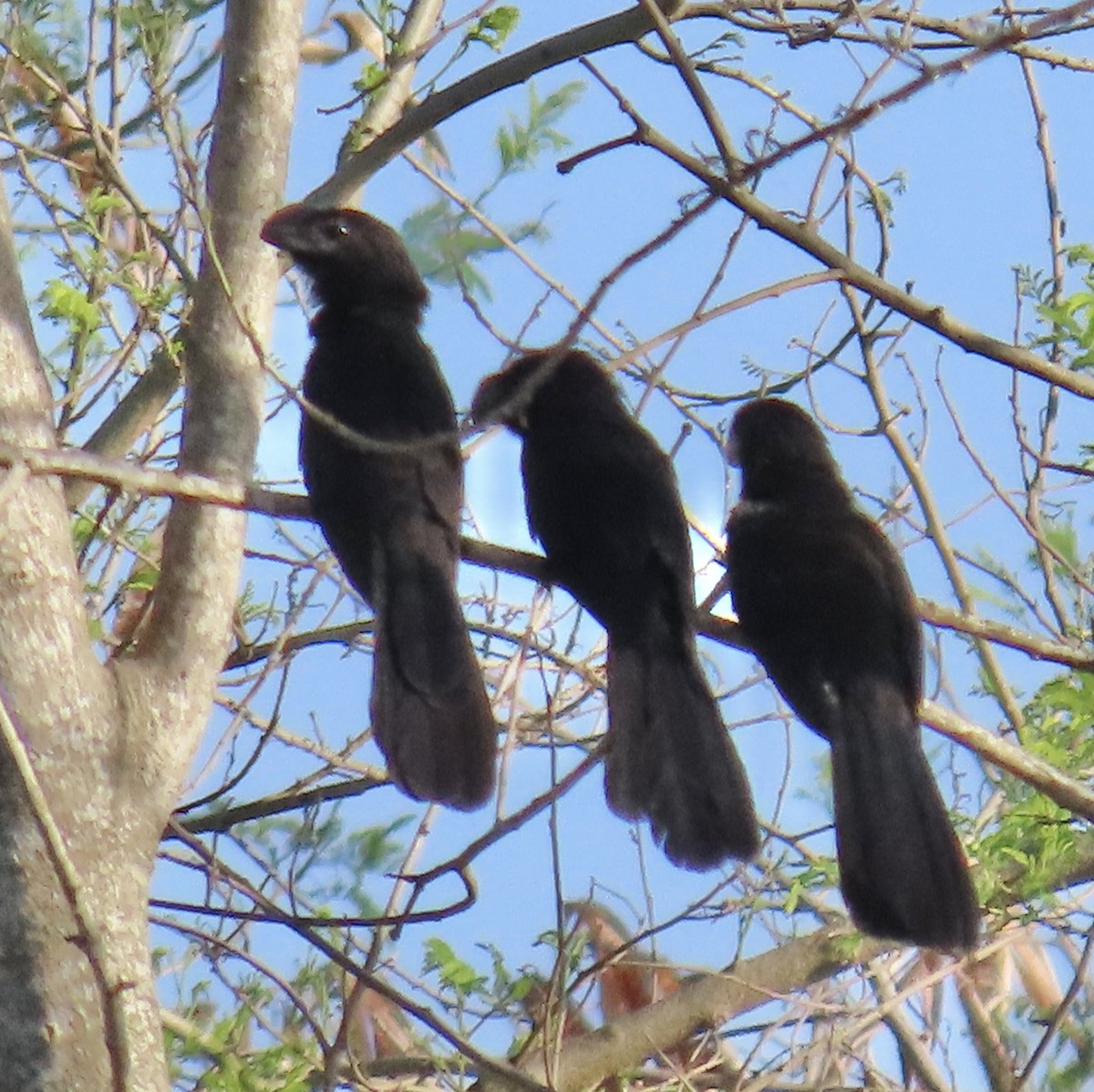 Smooth-billed Ani - ML647605259