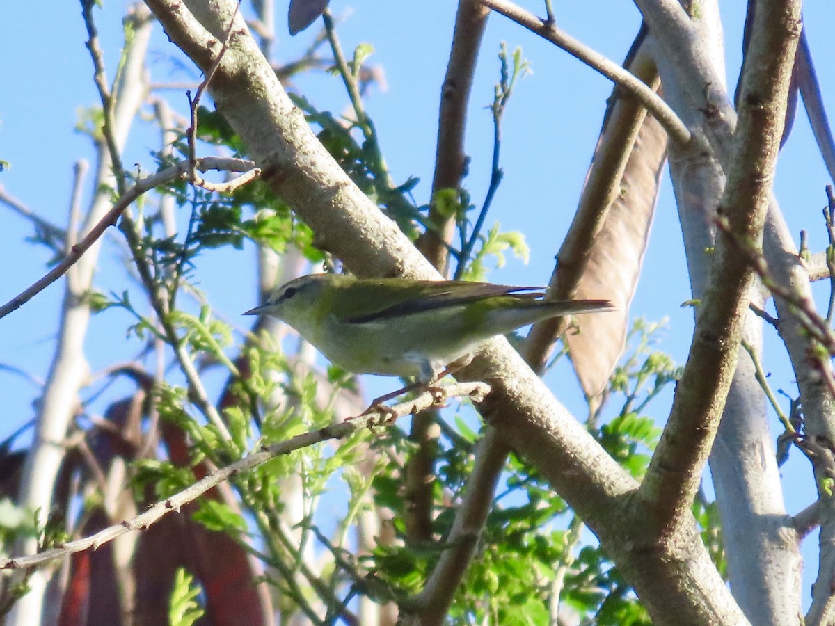 Tennessee Warbler - ML647605270