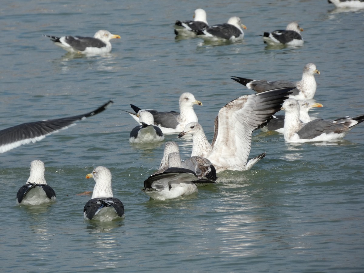 ニシセグロカモメ - ML647605274