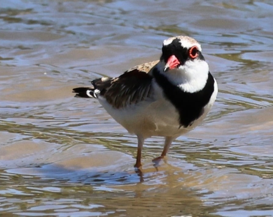 Black-fronted Dotterel - ML647605282