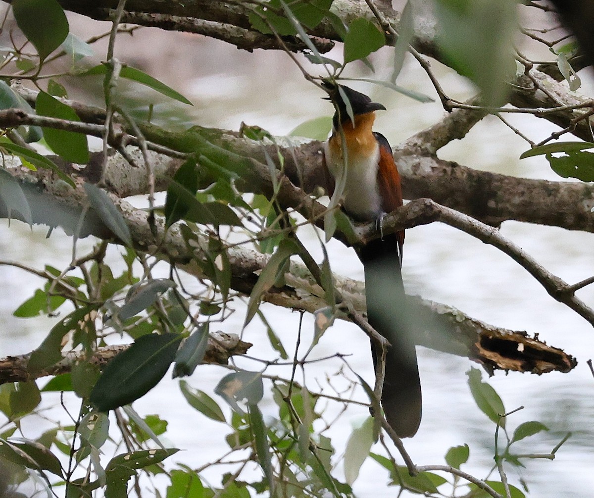 Chestnut-winged Cuckoo - ML647605283
