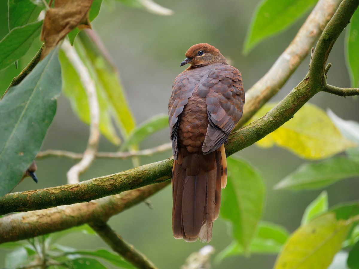 Brown Cuckoo-Dove - ML647605306