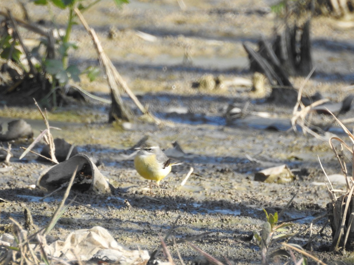 灰鶺鴒 - ML647605312