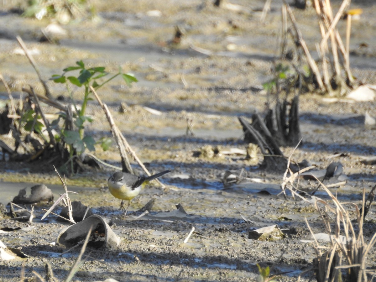 灰鶺鴒 - ML647605313