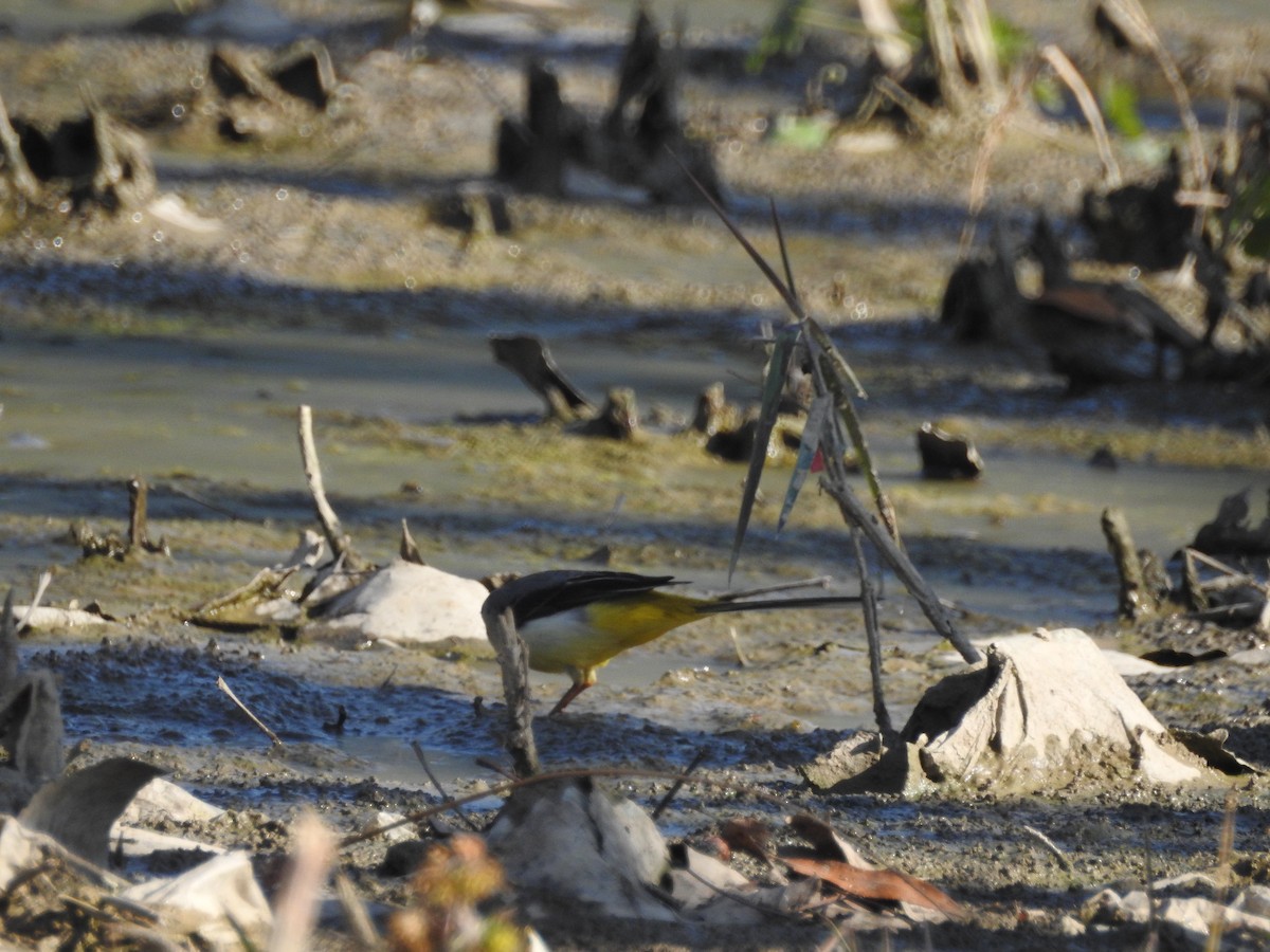 灰鶺鴒 - ML647605314