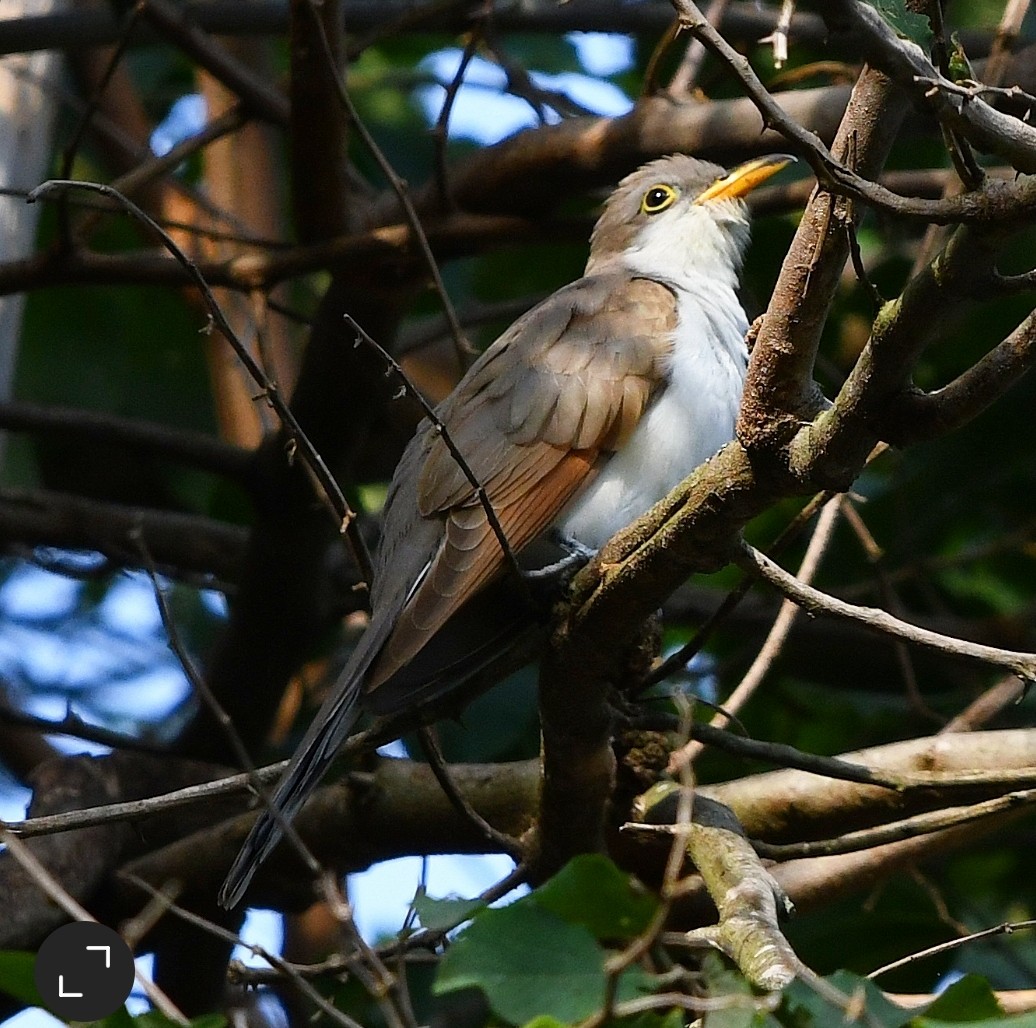 Кукліло північний - ML647605315