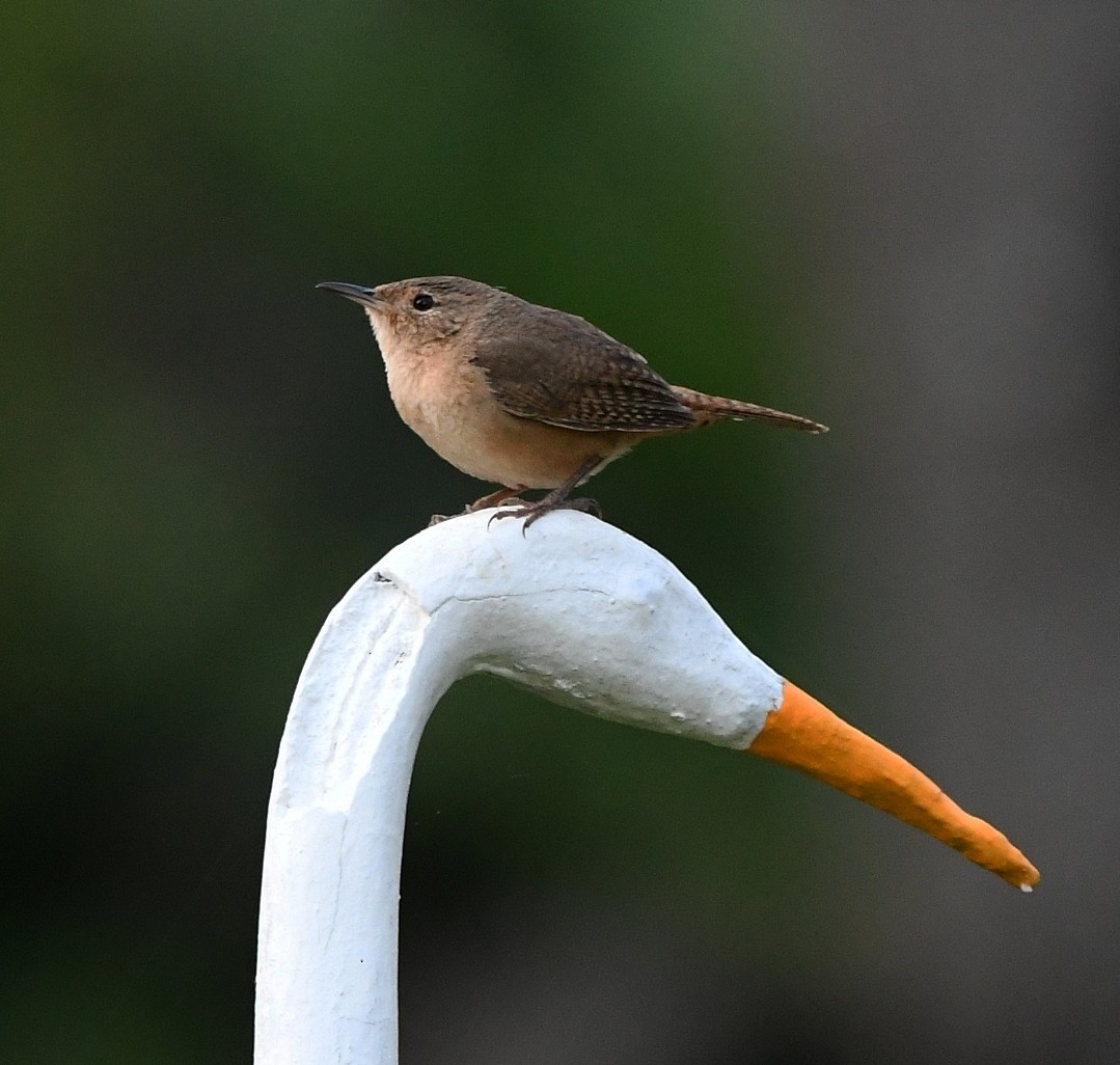 Southern House Wren - ML647605335
