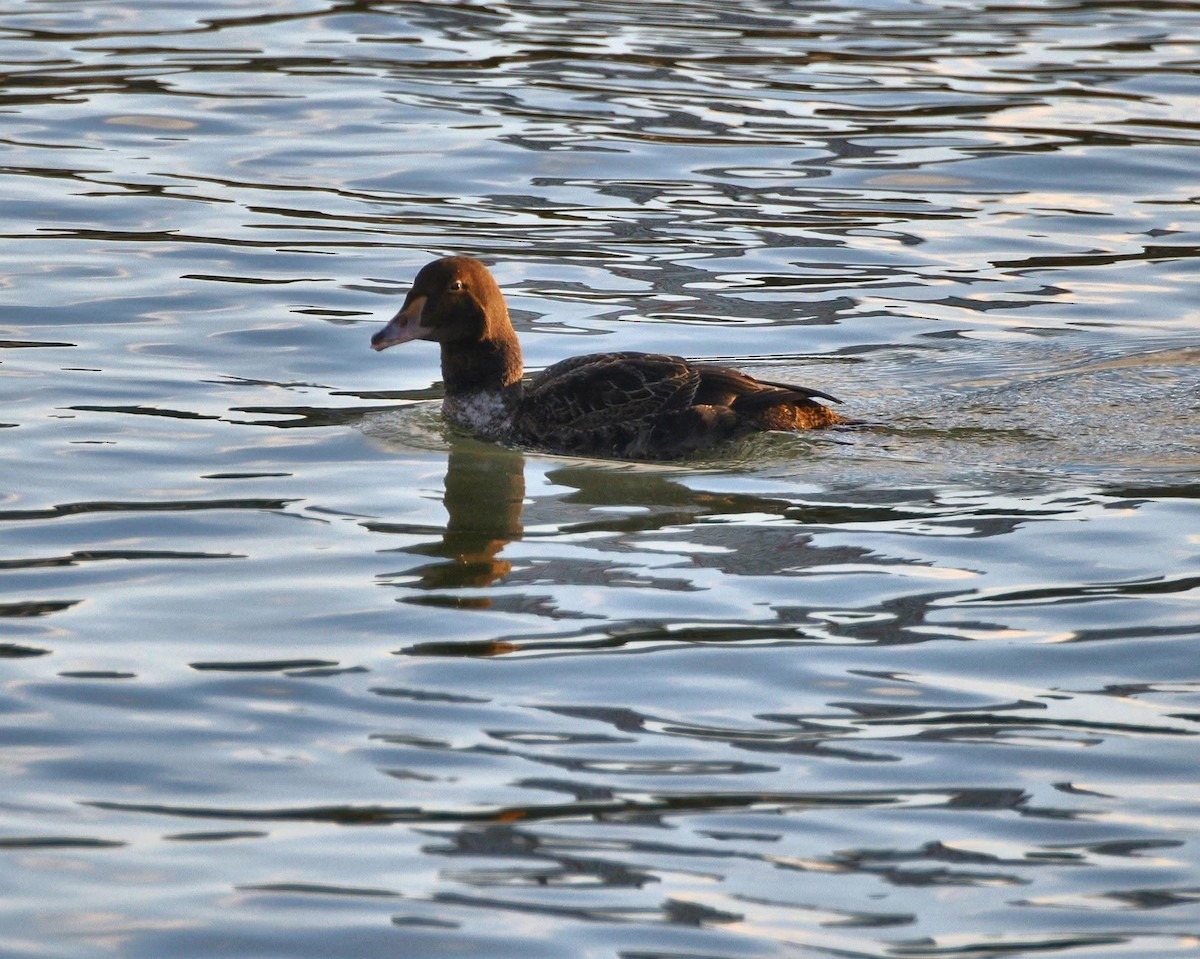 Гага-гребенушка - ML647605348