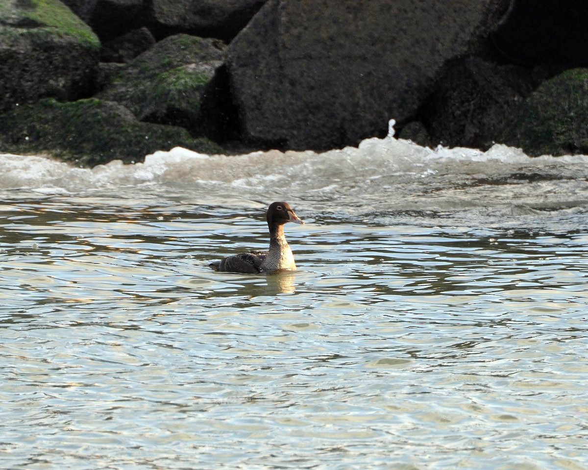 Гага-гребенушка - ML647605349
