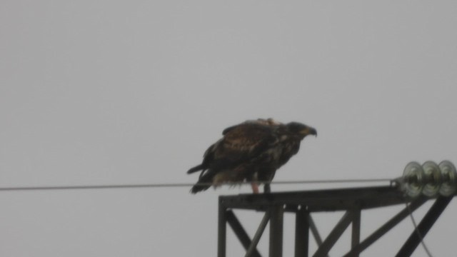 עיטם לבן-זנב - ML647605357