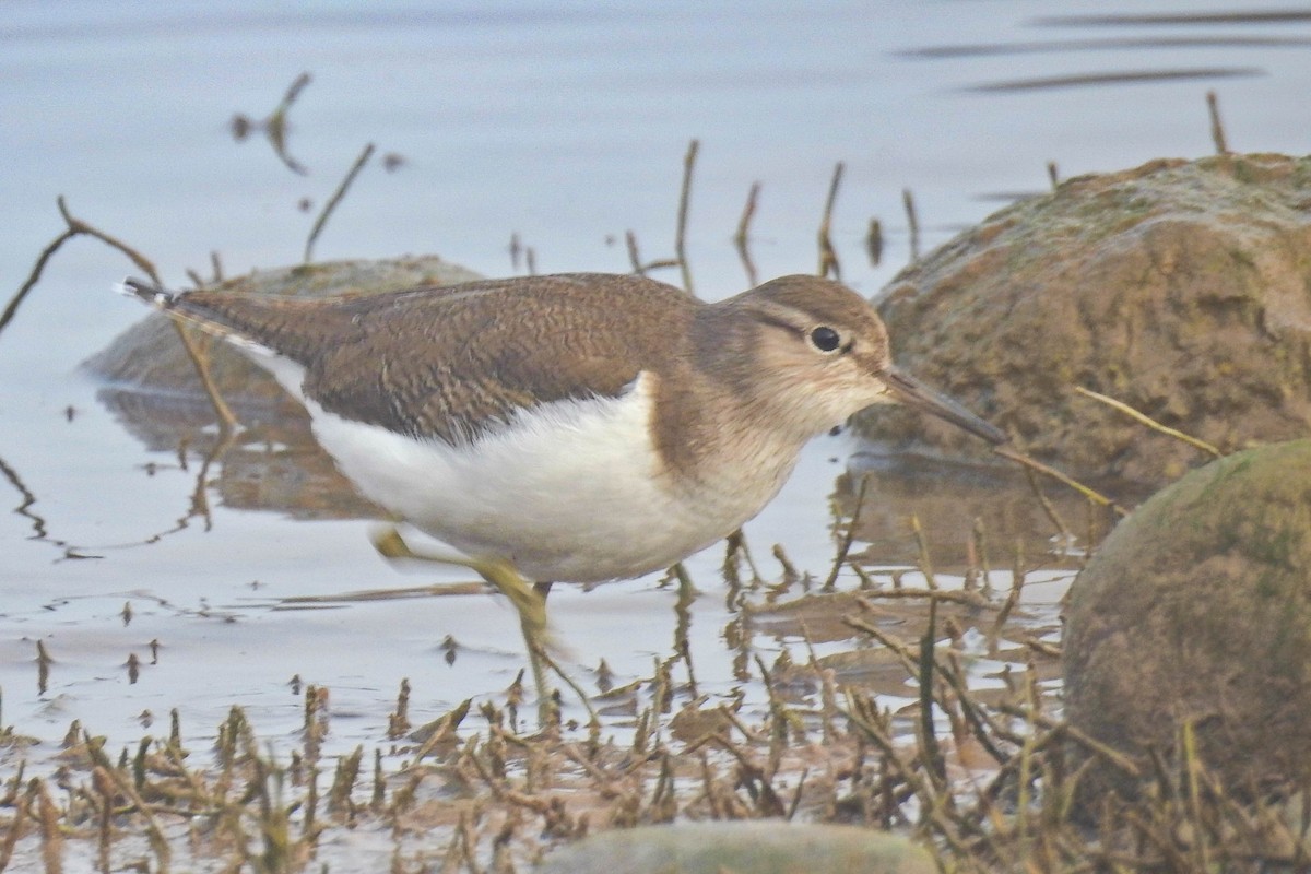 磯鷸 - ML647605363