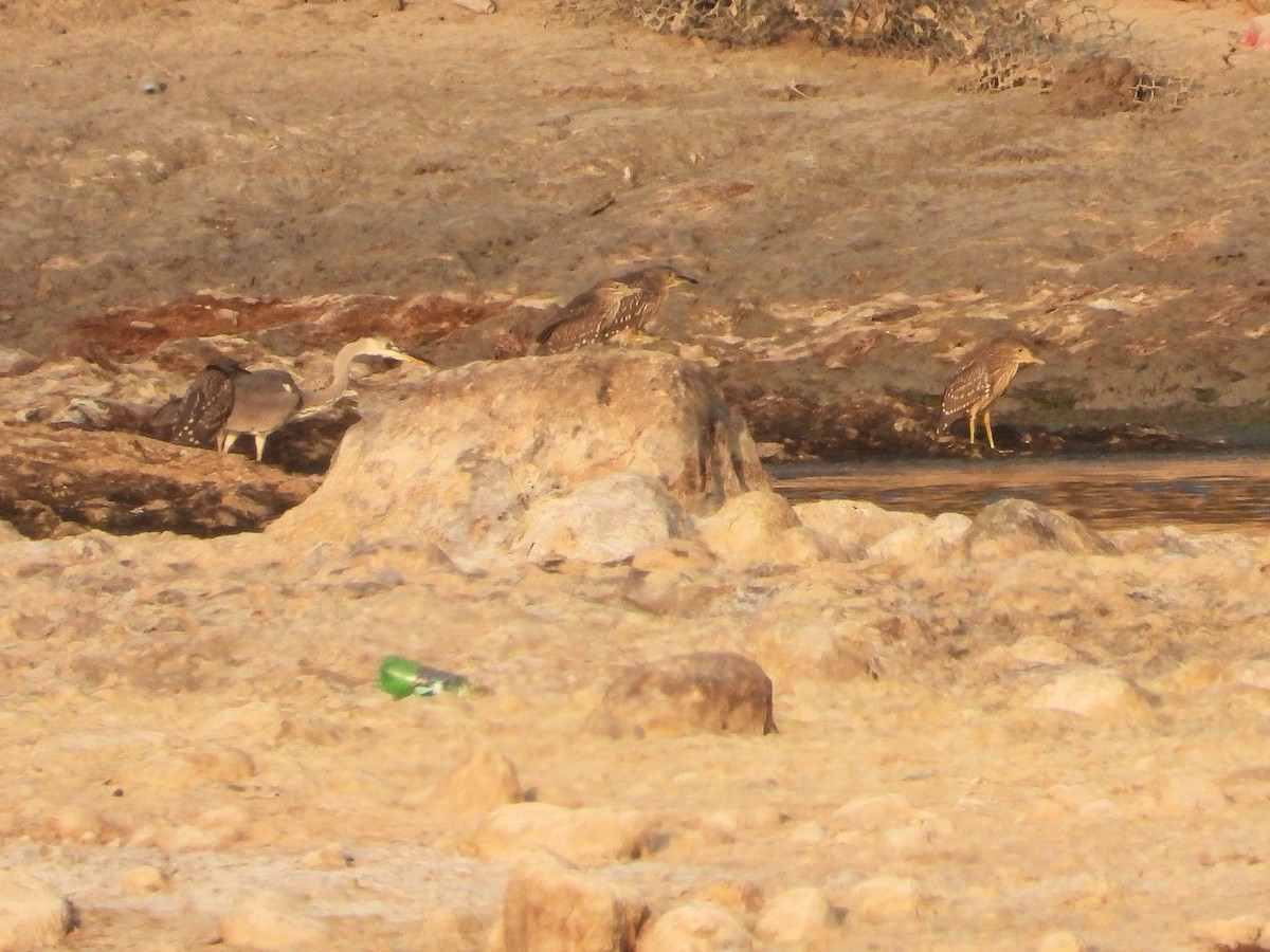 夜鷺 - ML647605364