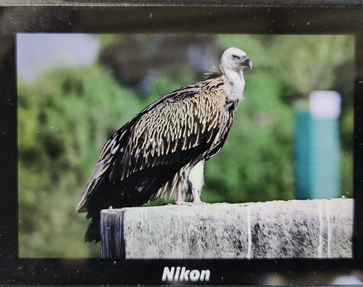 Himalayan Griffon - ML647605366