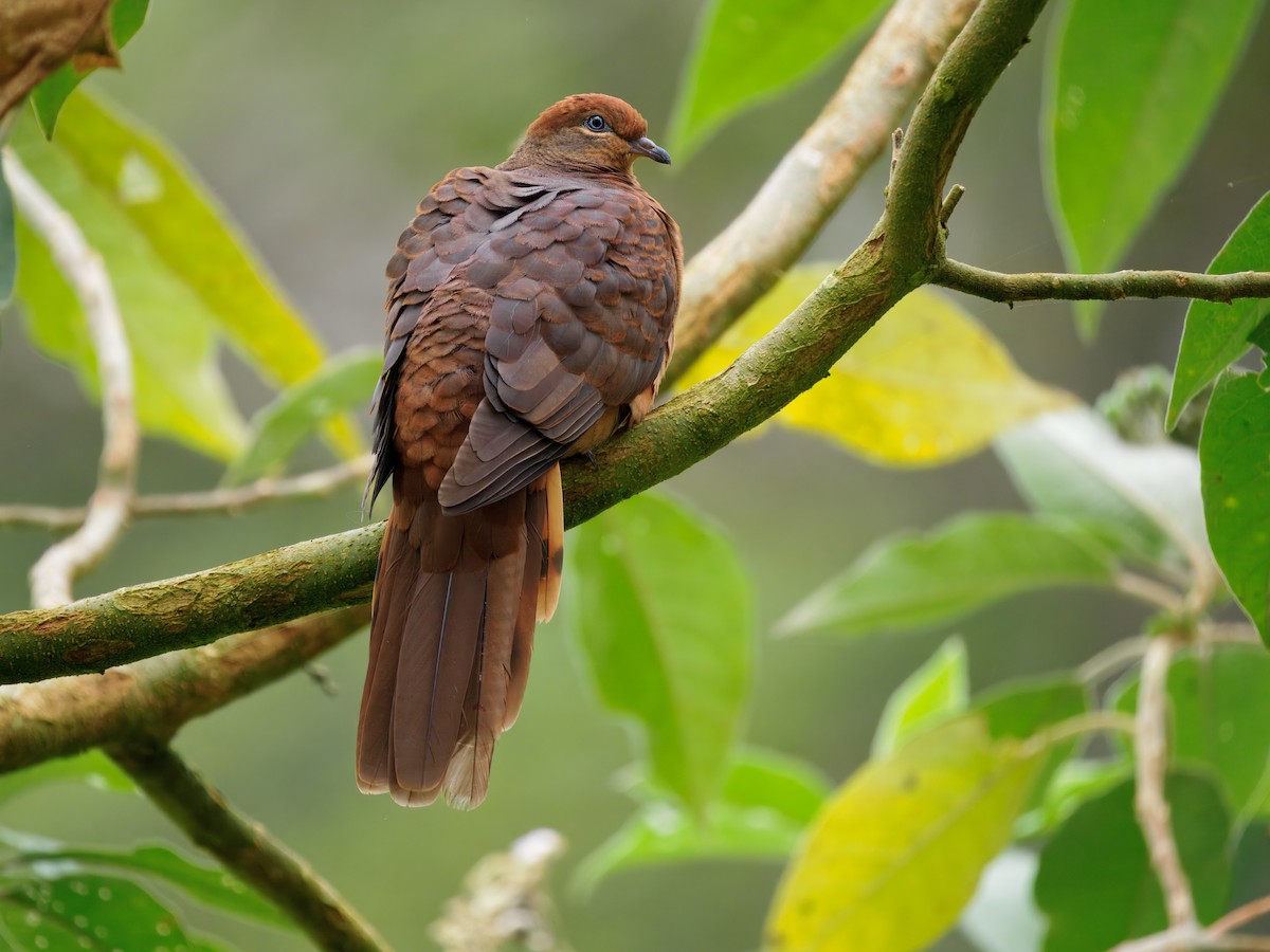 Brown Cuckoo-Dove - ML647605369