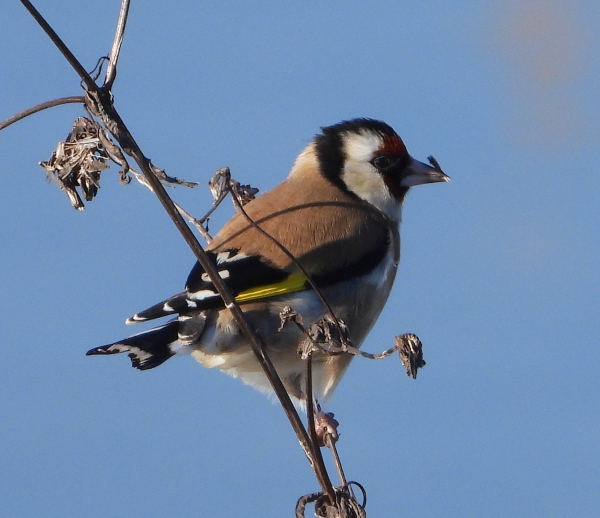 European Goldfinch - ML647605370