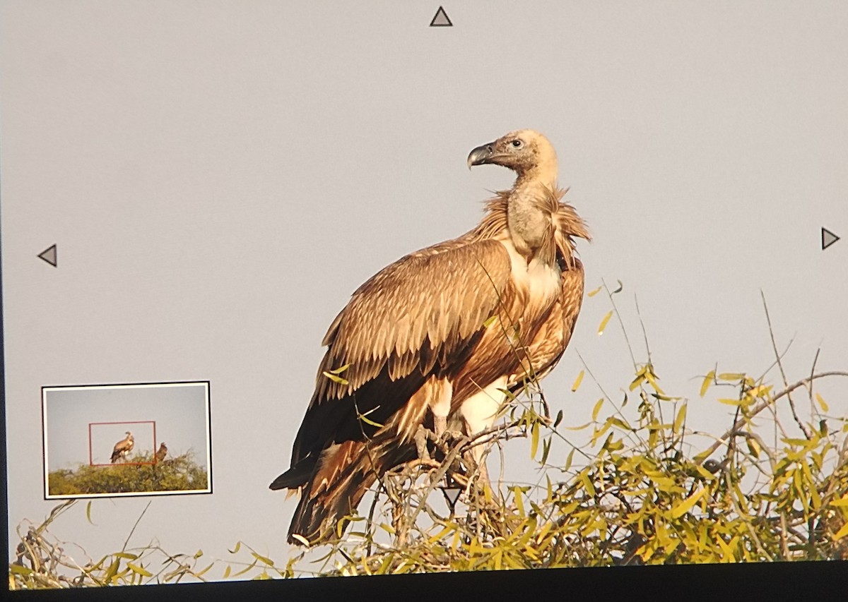 Eurasian Griffon - ML647605371