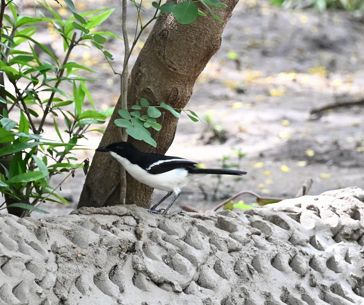 Tropical Boubou - ML647605372