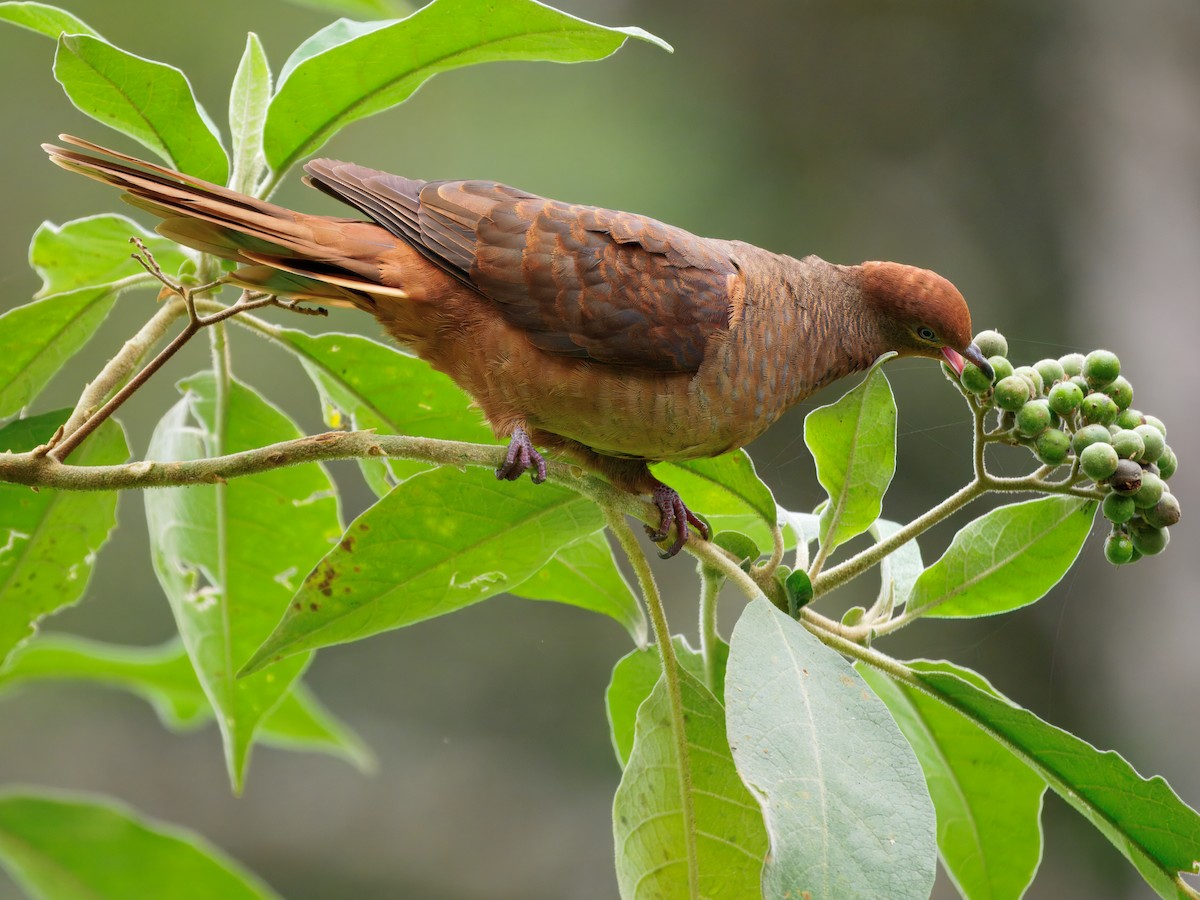 Brown Cuckoo-Dove - ML647605373