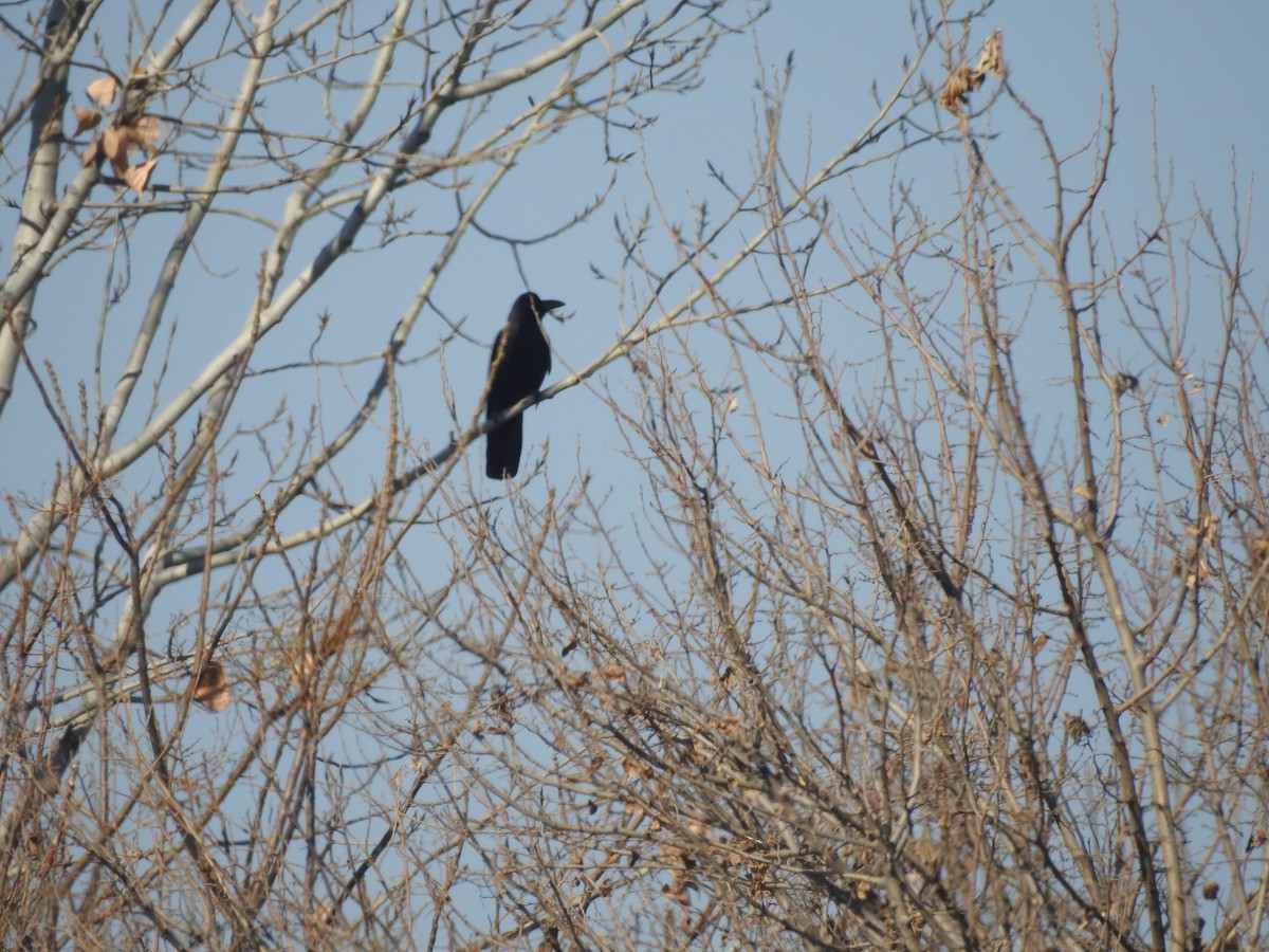 Large-billed Crow - ML647605375