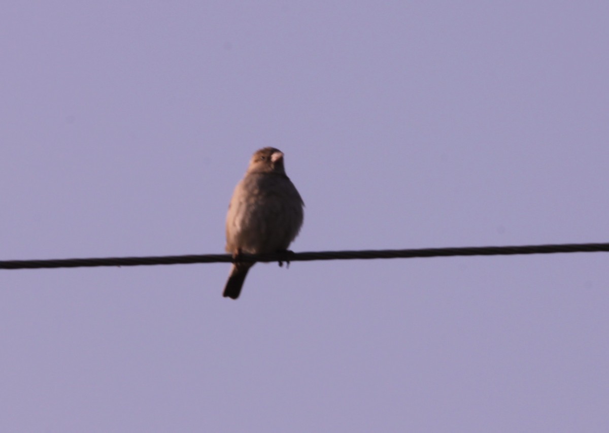 Yellow-throated Sparrow - ML647605376