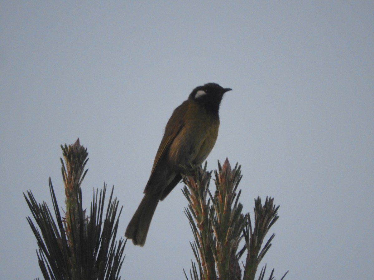 White-eared Honeyeater - ML647605377