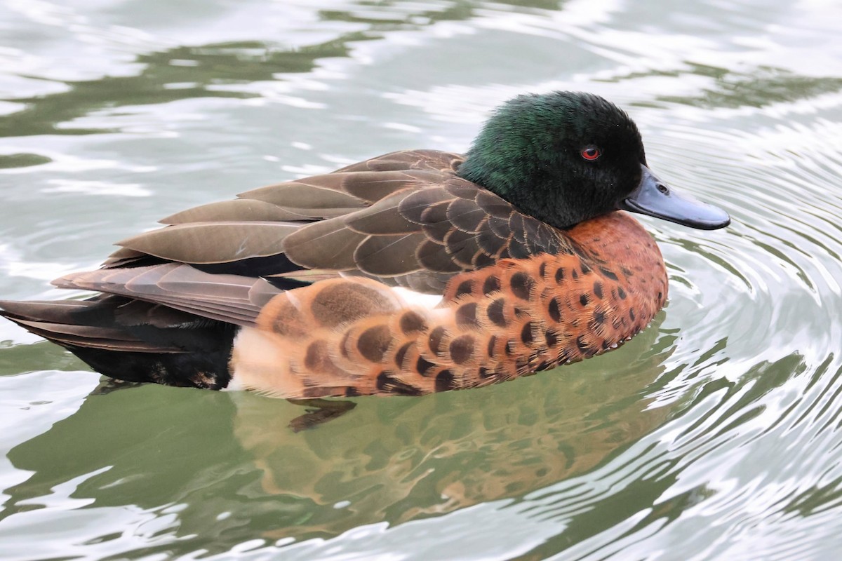 Chestnut Teal - ML647605378