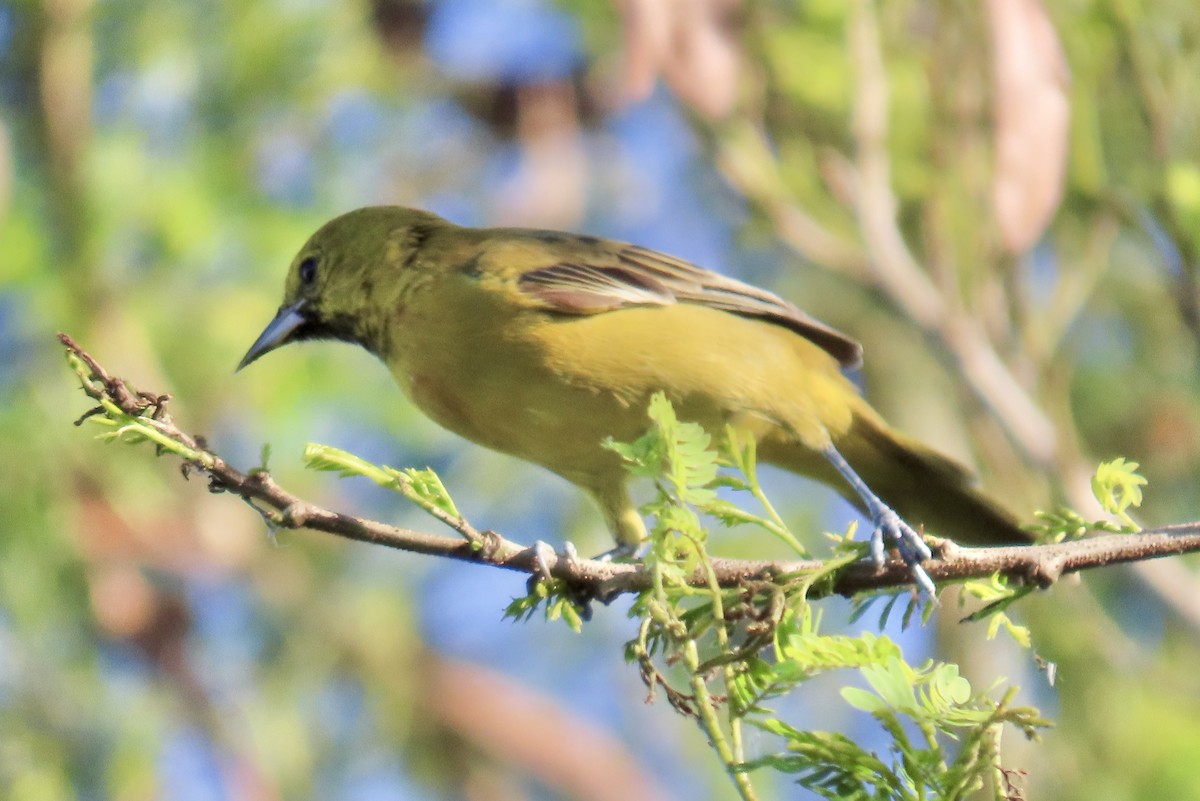 Orchard Oriole - ML647605385