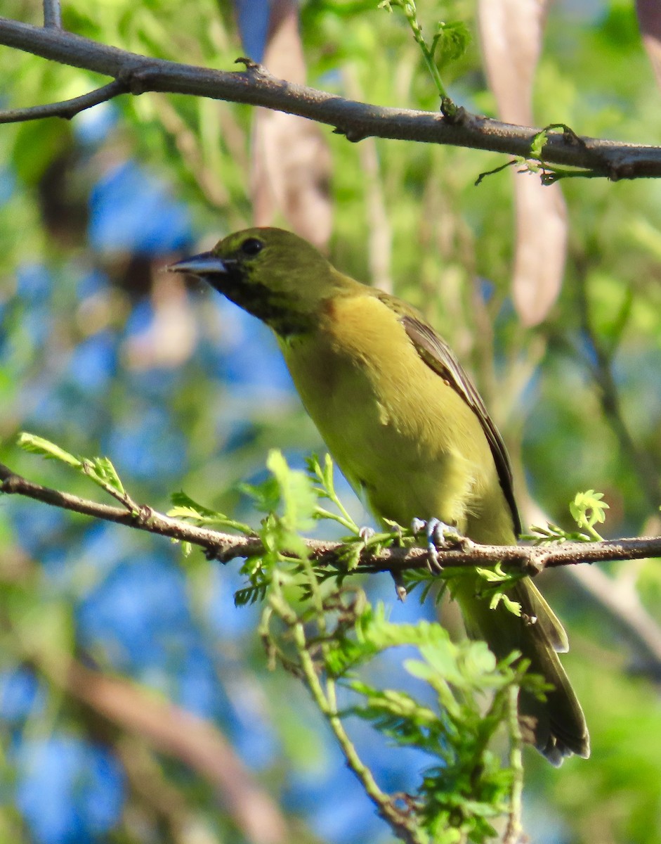 Orchard Oriole - ML647605386