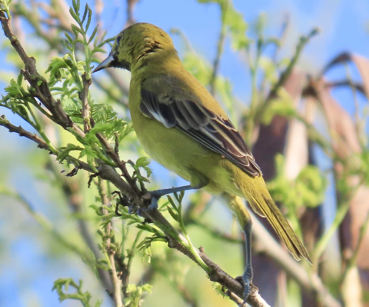 Orchard Oriole - ML647605387