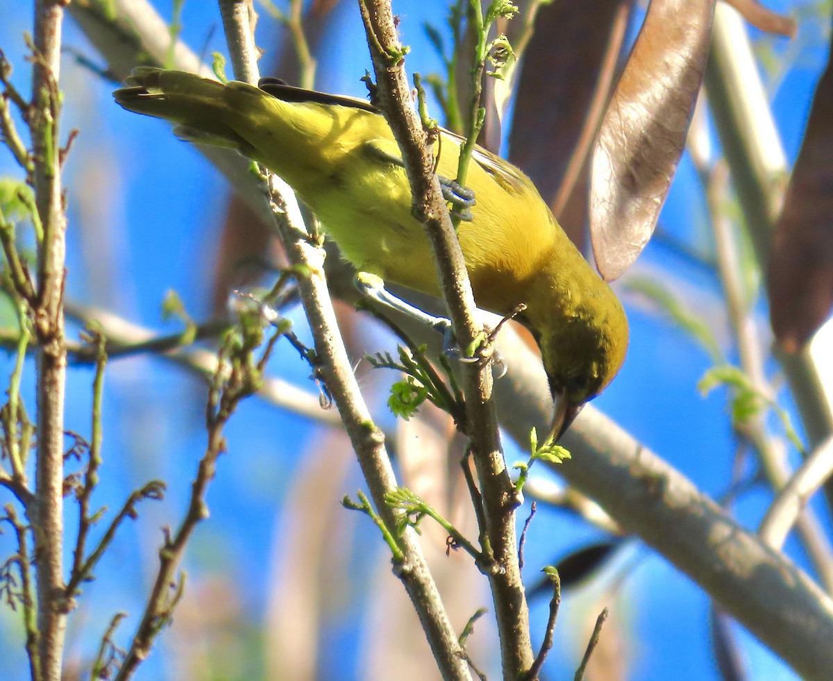 Orchard Oriole - ML647605388
