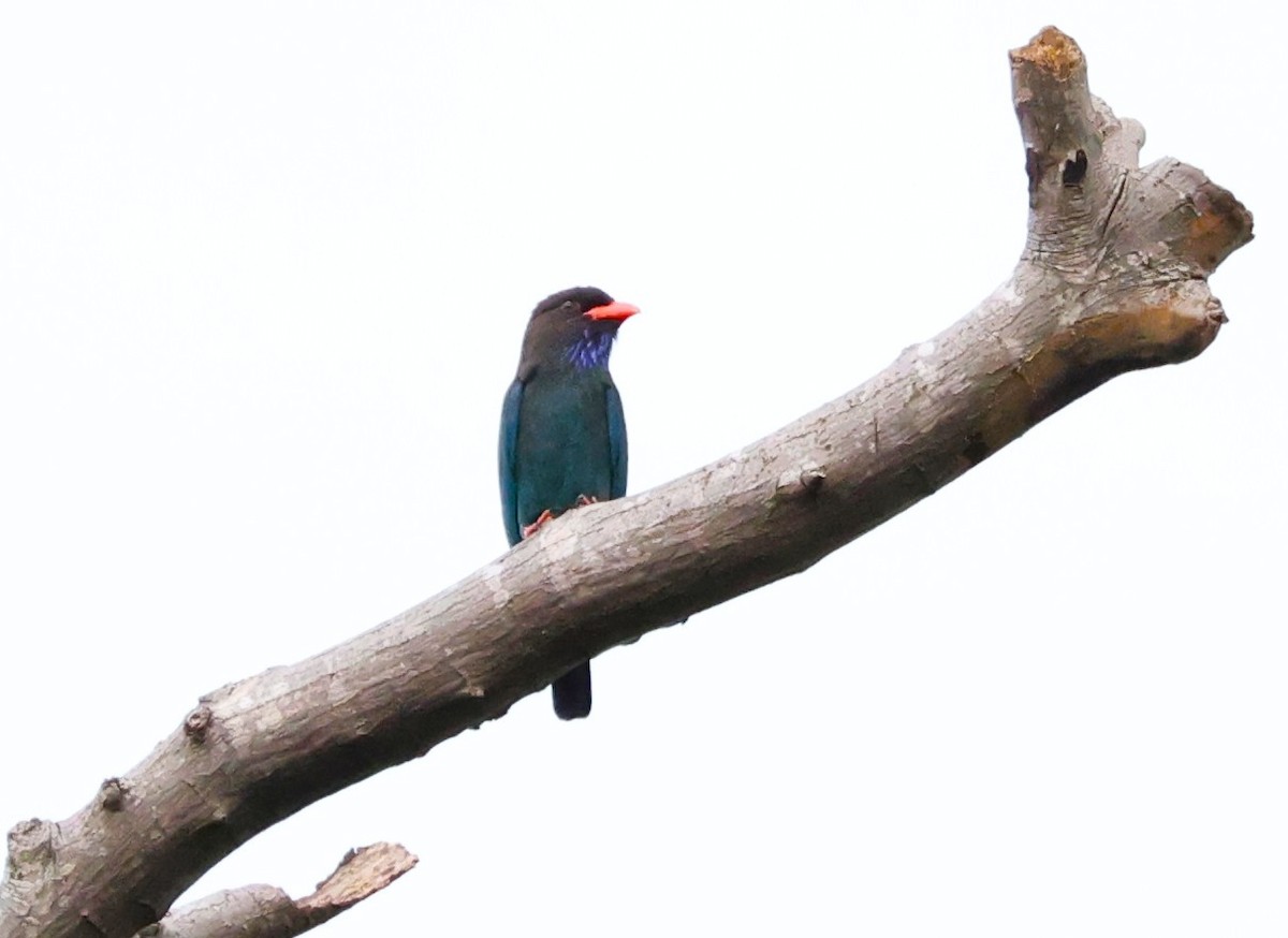 佛法僧 - ML647605389