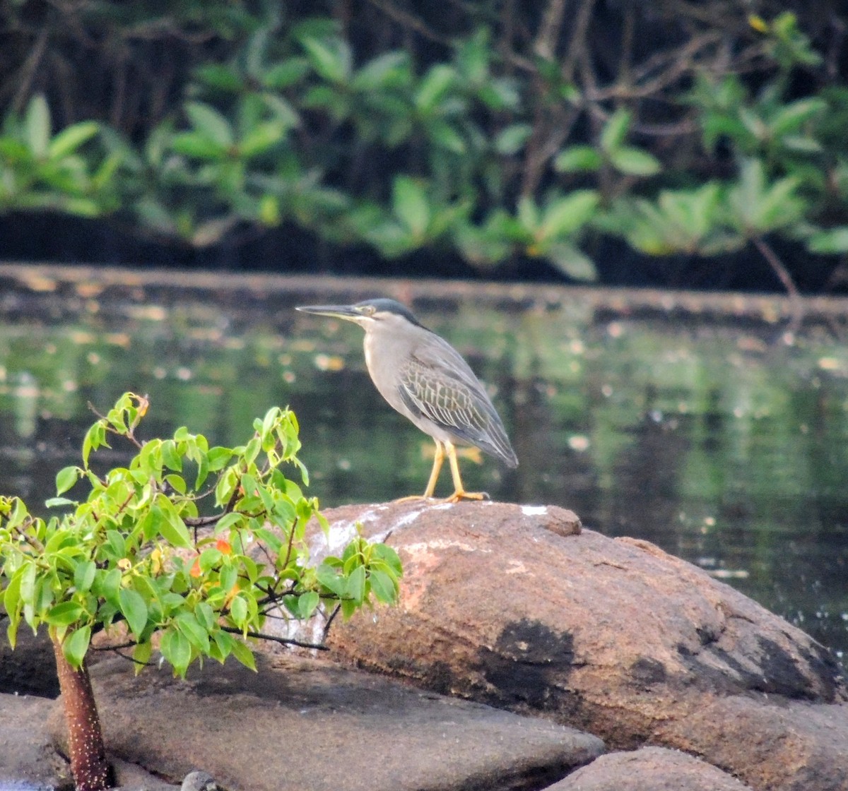 綠簑鷺 - ML647605390