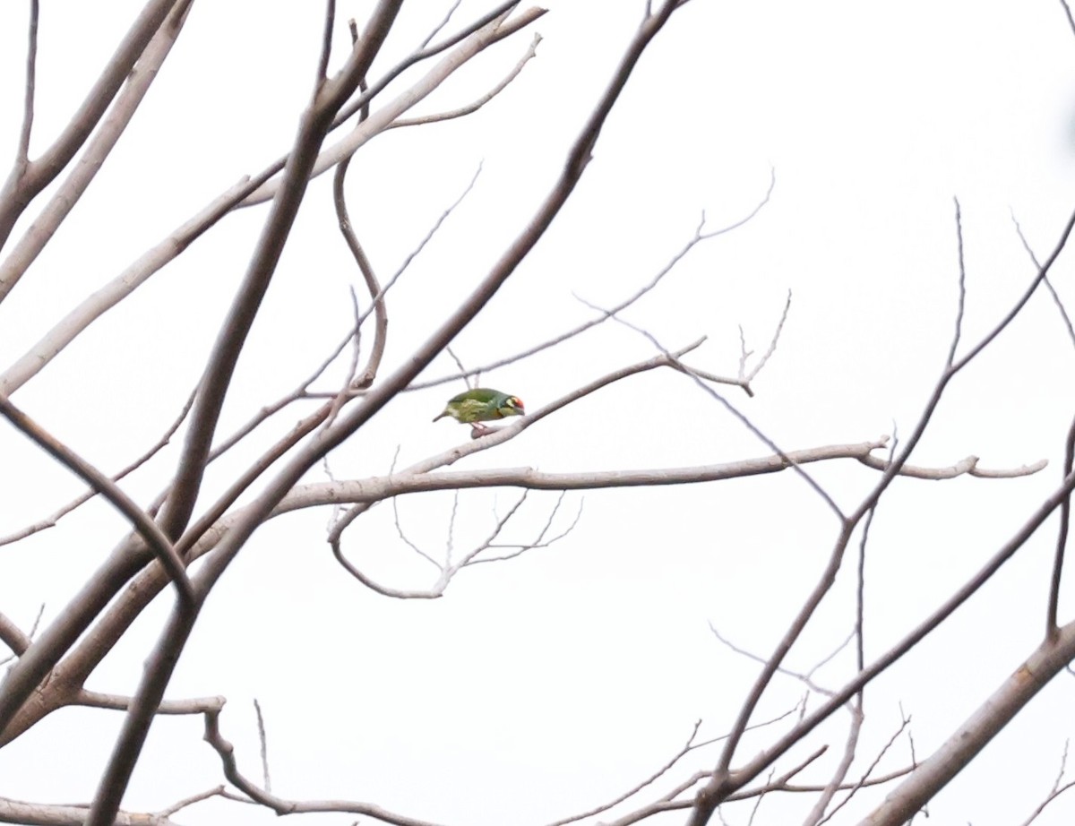 Coppersmith Barbet - ML647605394