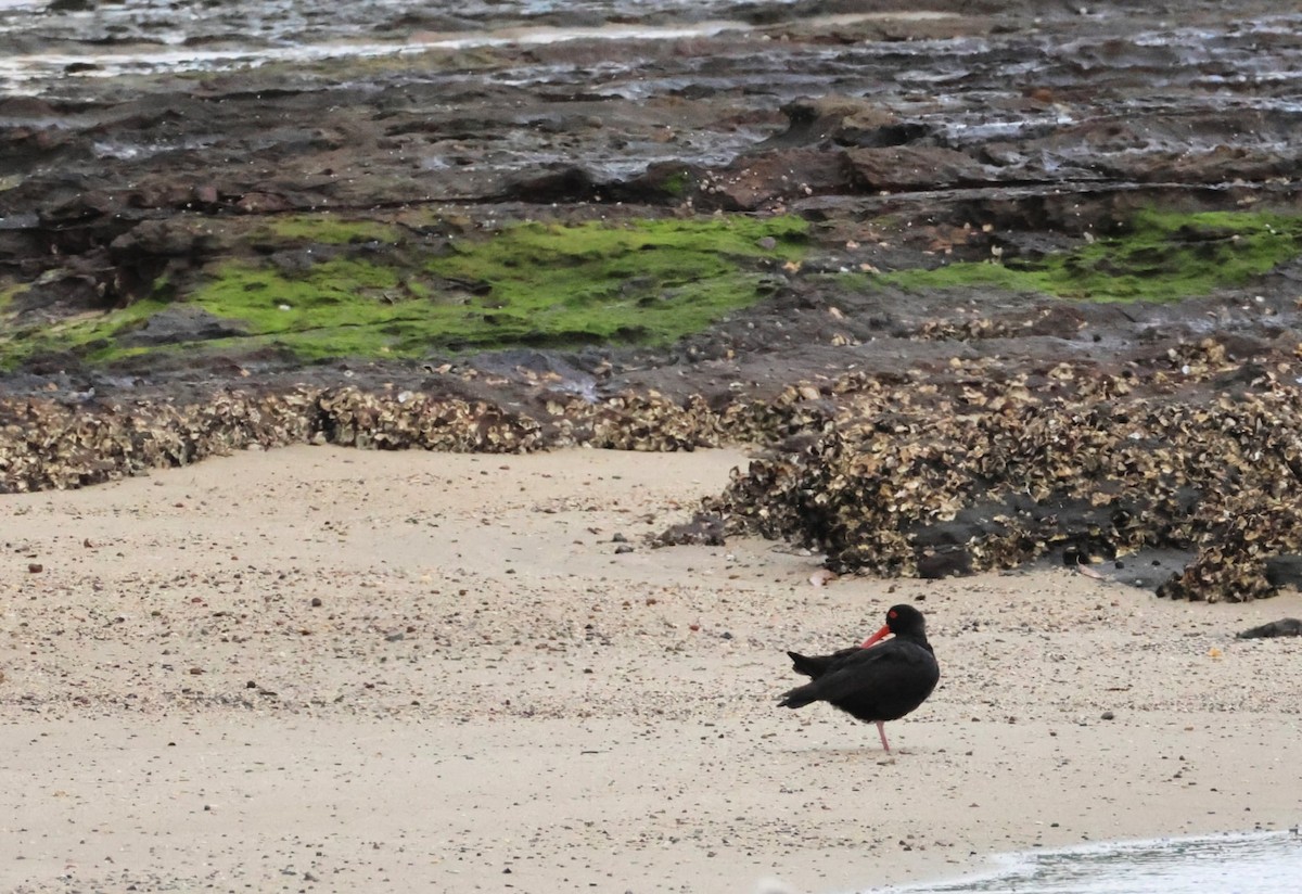 Sooty Oystercatcher - ML647605396