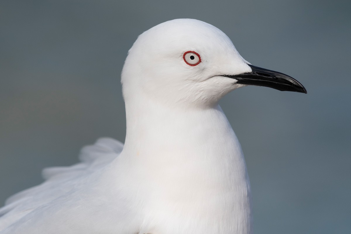 Black-billed Gull - ML647605397