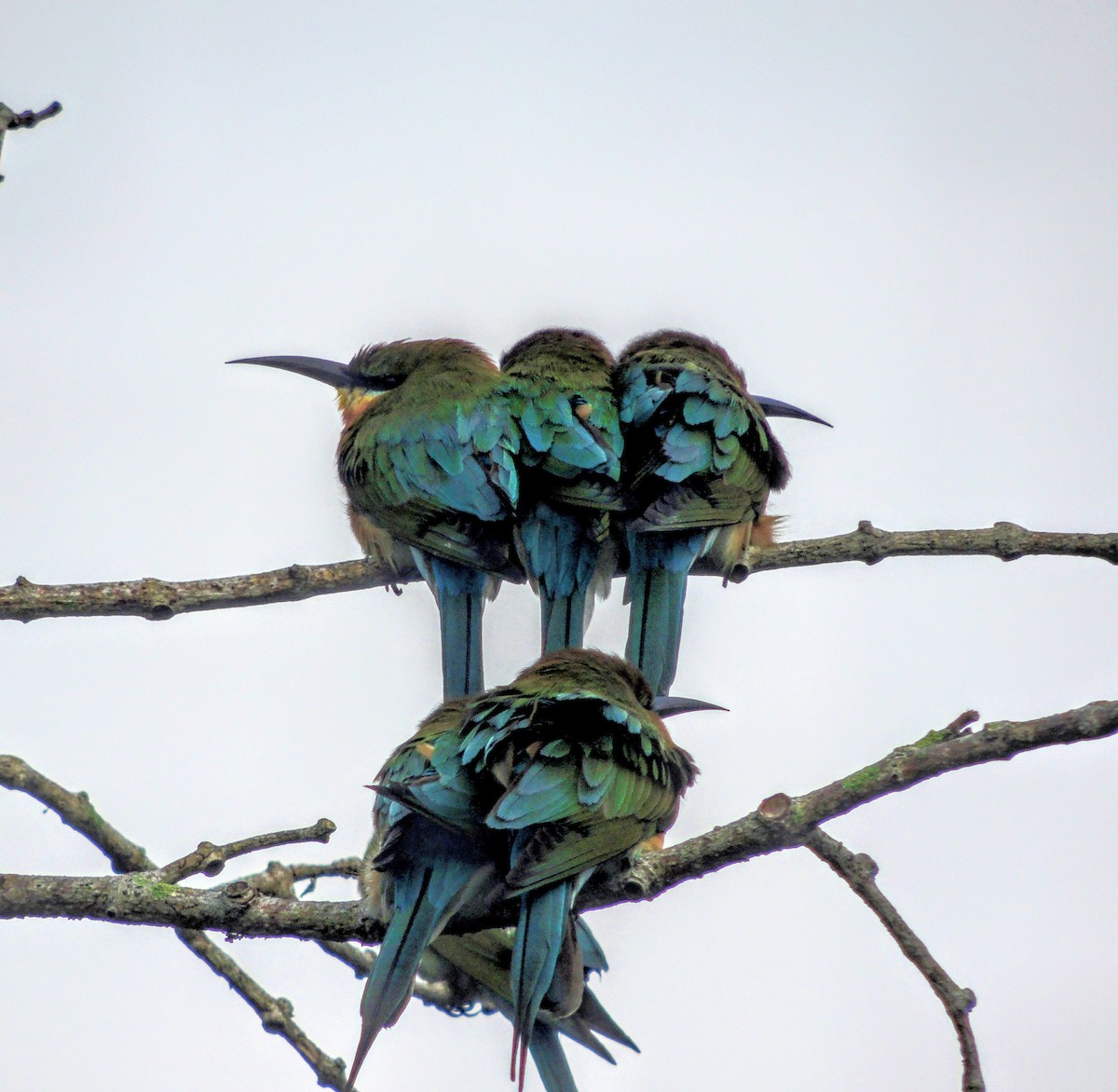 Blue-tailed Bee-eater - ML647605398