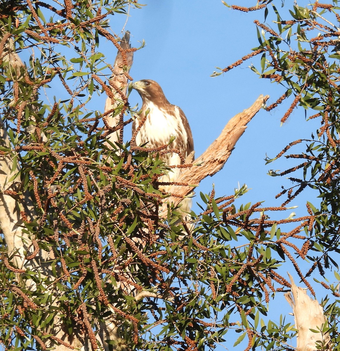 Red-tailed Hawk - ML647605399