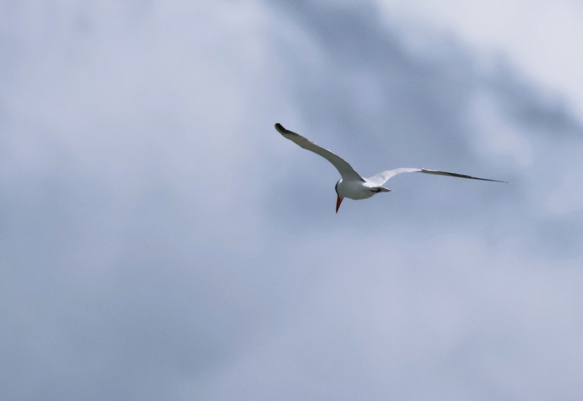Caspian Tern - ML647605400