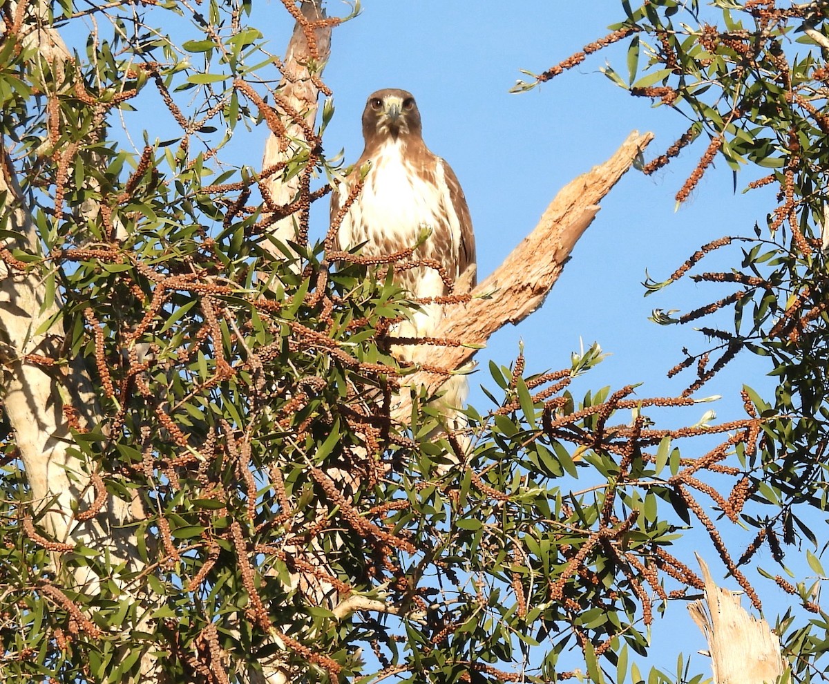 Red-tailed Hawk - ML647605401