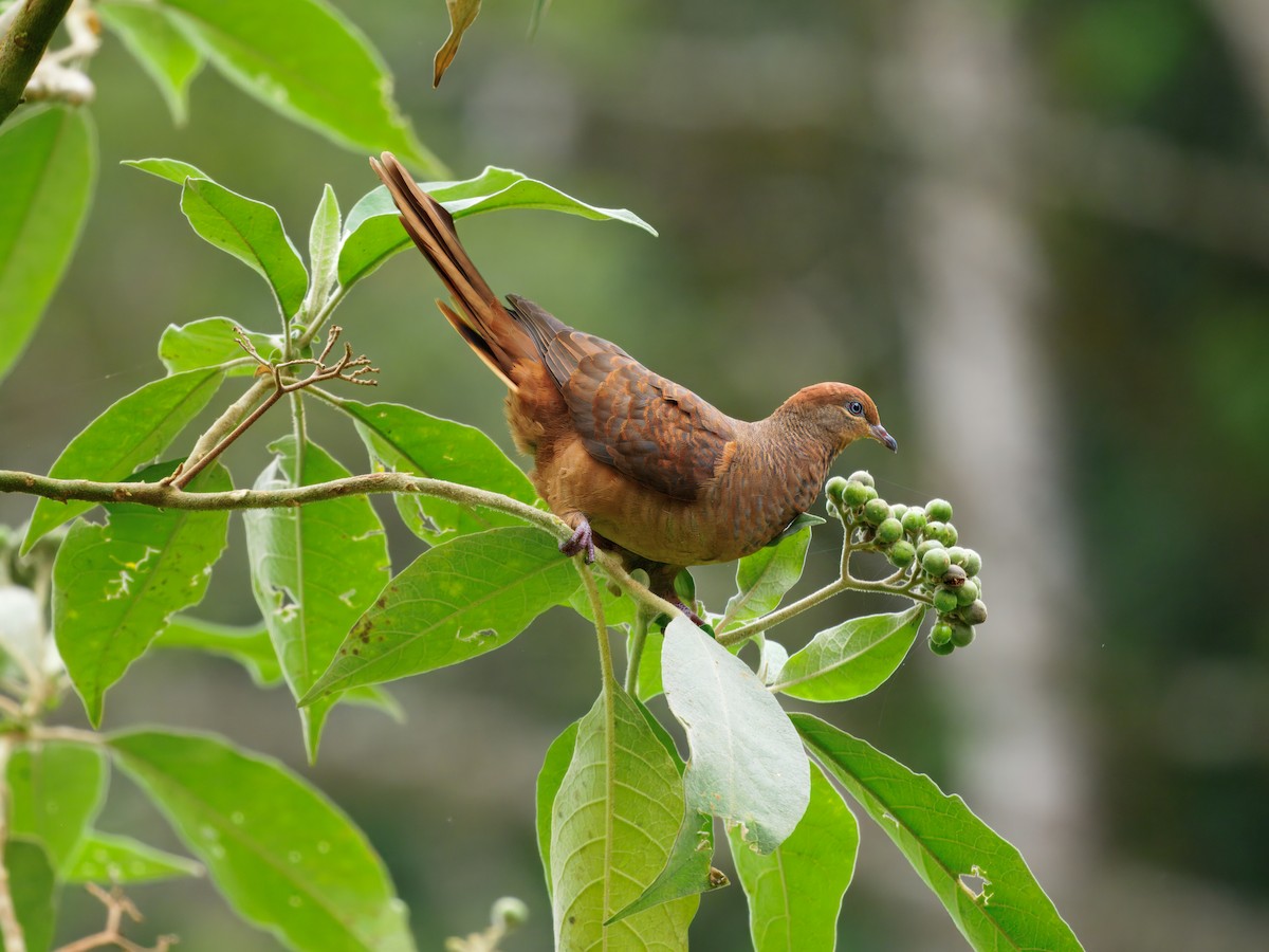 Brown Cuckoo-Dove - ML647605402