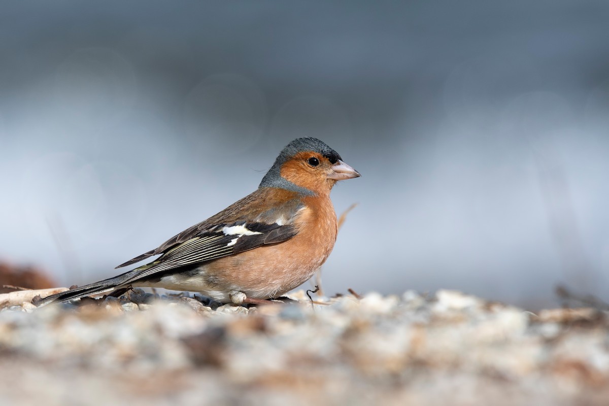 Common Chaffinch - ML647605403