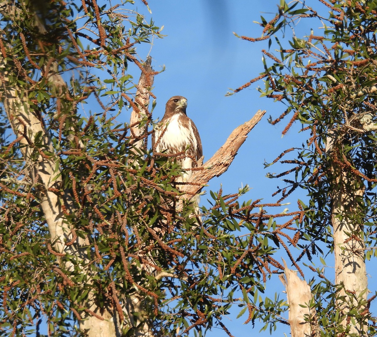 Red-tailed Hawk - ML647605404