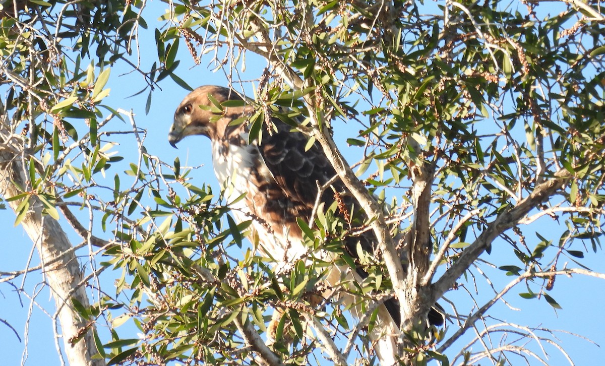 Red-tailed Hawk - ML647605406