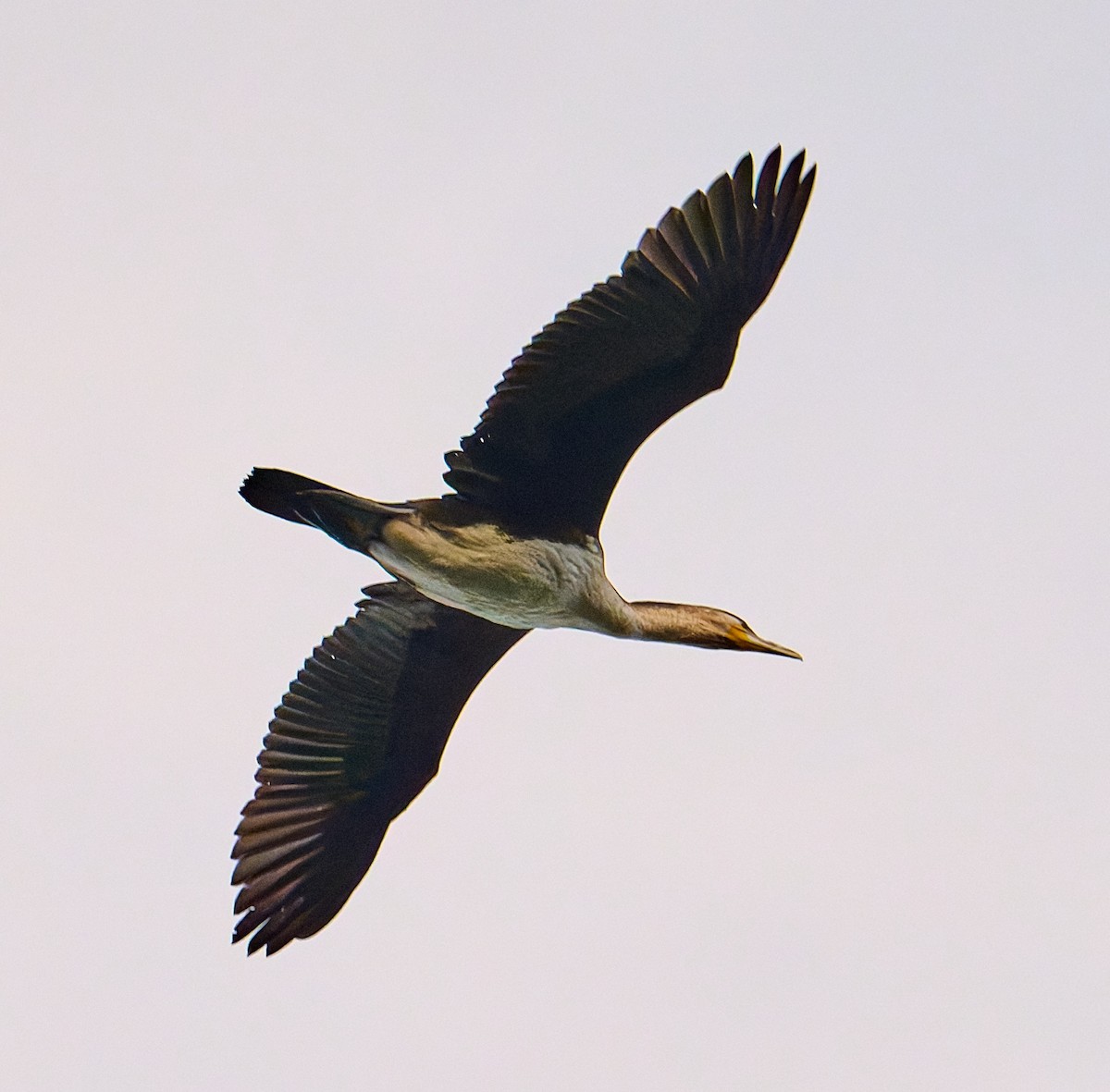 Great Cormorant (White-breasted) - ML647605407