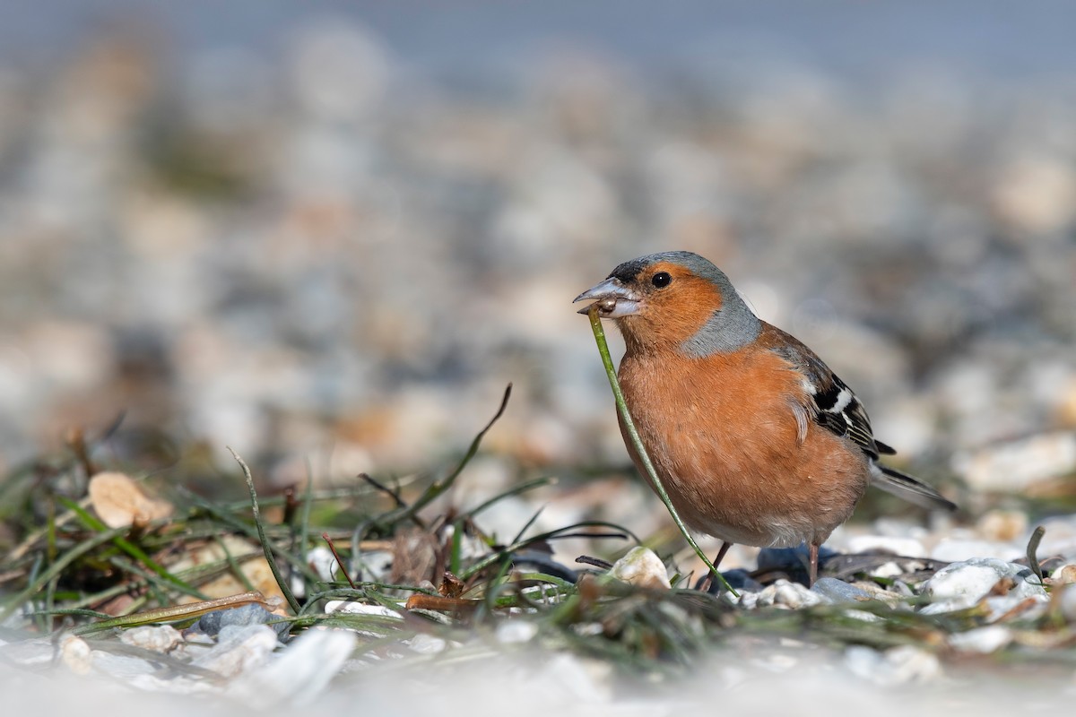 Common Chaffinch - ML647605408