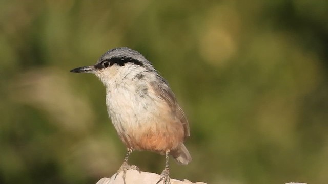 Western Rock Nuthatch - ML647605409