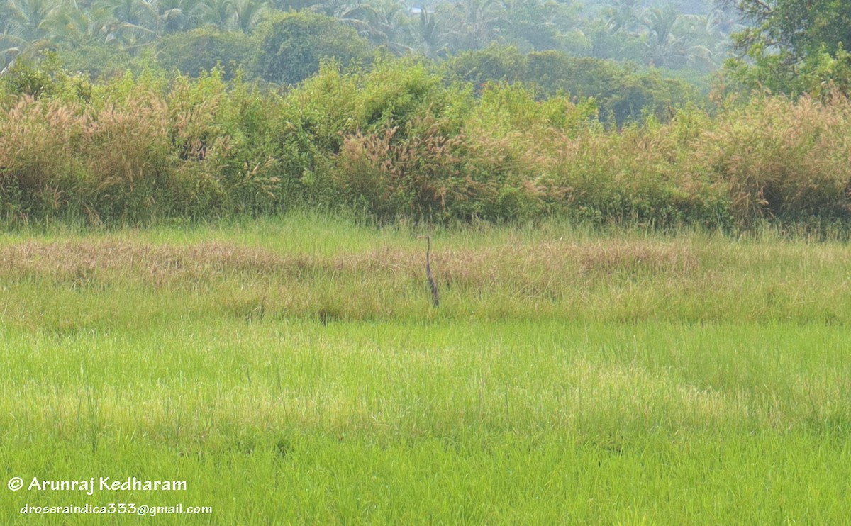 Purple Heron - ML647605410